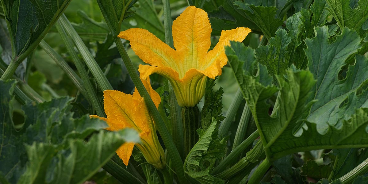 Sophy, lo zucchino romanesco che risponde alle esigenze della filiera